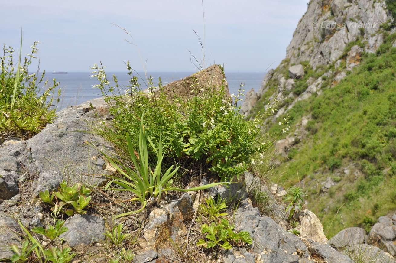 Image of Silene foliosa specimen.