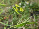 Euphorbia virgata. Верхушка побега с соцветием и листья. Татарстан, г. Казань, у Кремлёвской транспортной дамбы, правый берег р. Казанка. 24.08.2019.