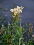 Filipendula ulmaria. Верхушка побега с соцветием. Тверская обл., Кашинский гор. округ, долина р. Медведица, у воды. 11.07.2020.