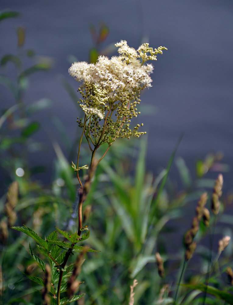 Image of Filipendula ulmaria specimen.