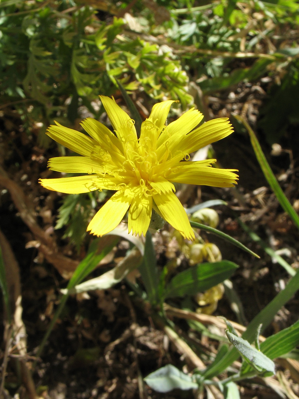 Image of Scorzonera franchetii specimen.