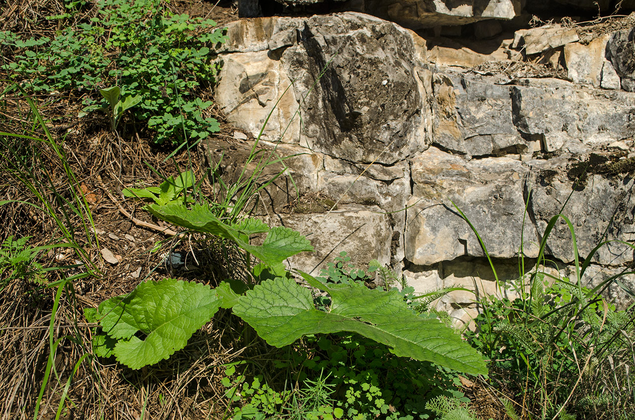 Изображение особи Salvia verticillata.