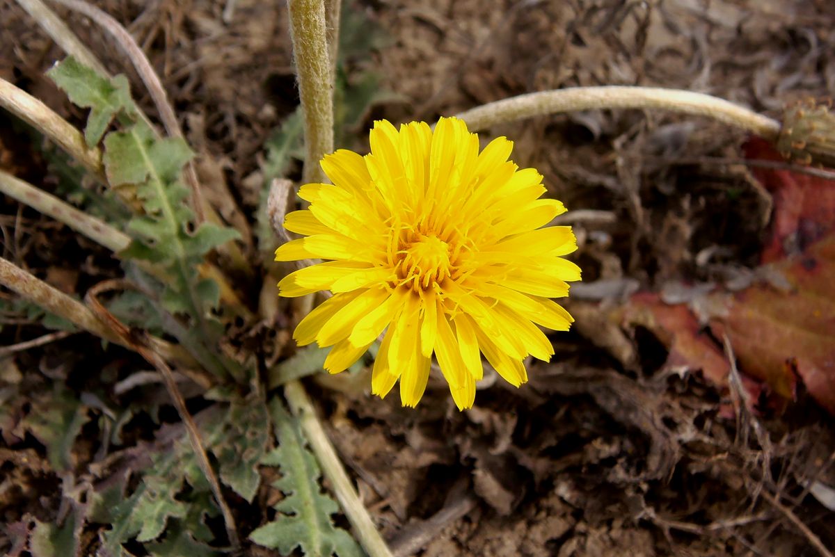 Изображение особи Taraxacum serotinum.