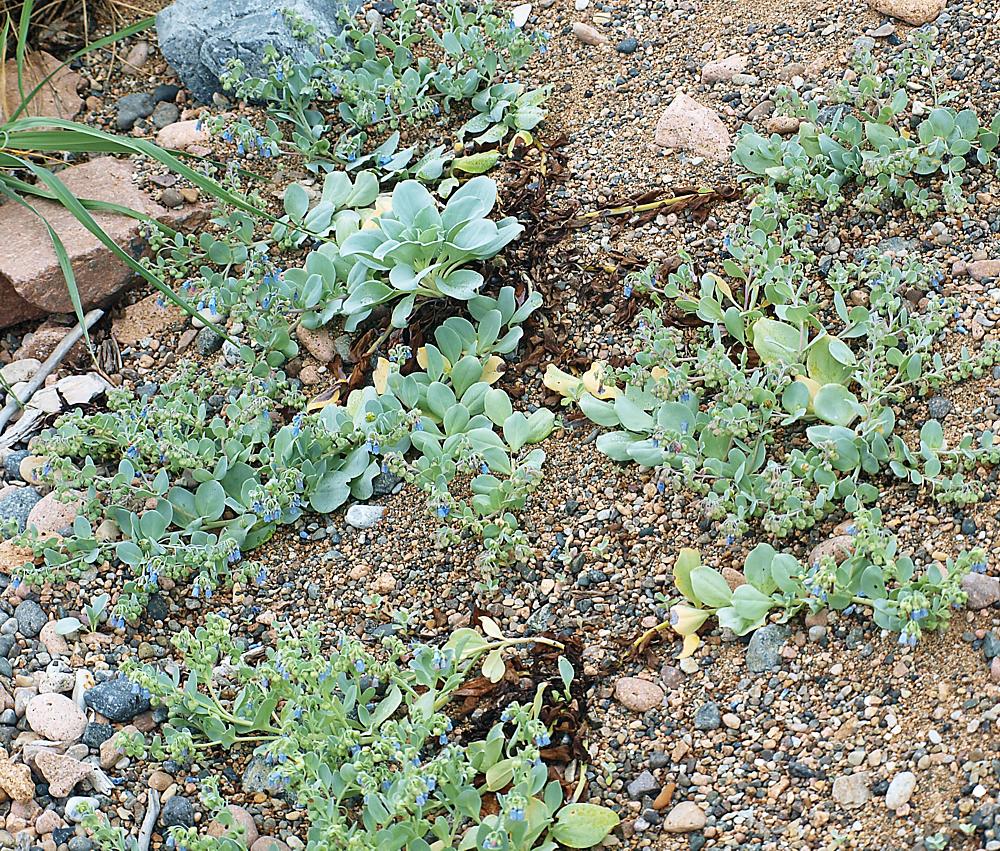 Image of Mertensia maritima specimen.