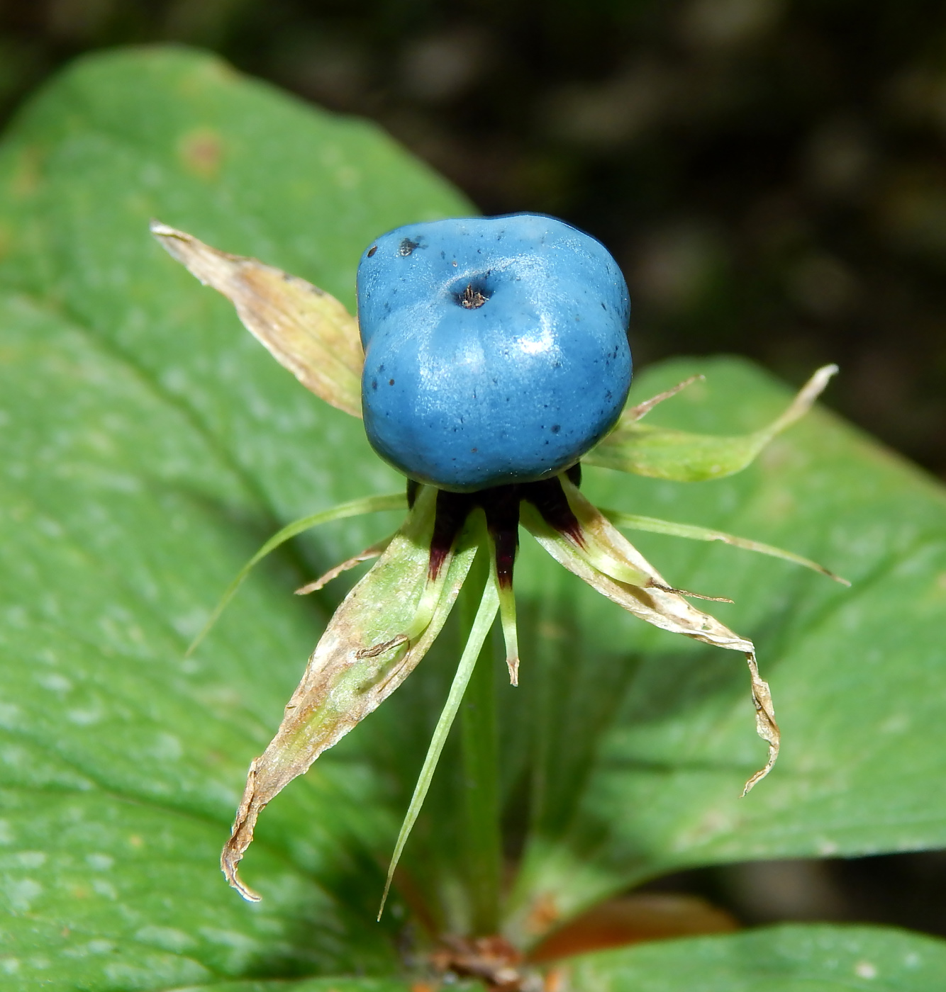 Image of Paris quadrifolia specimen.