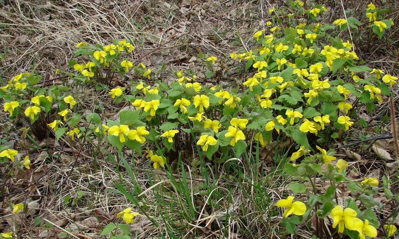 Image of Viola uniflora specimen.