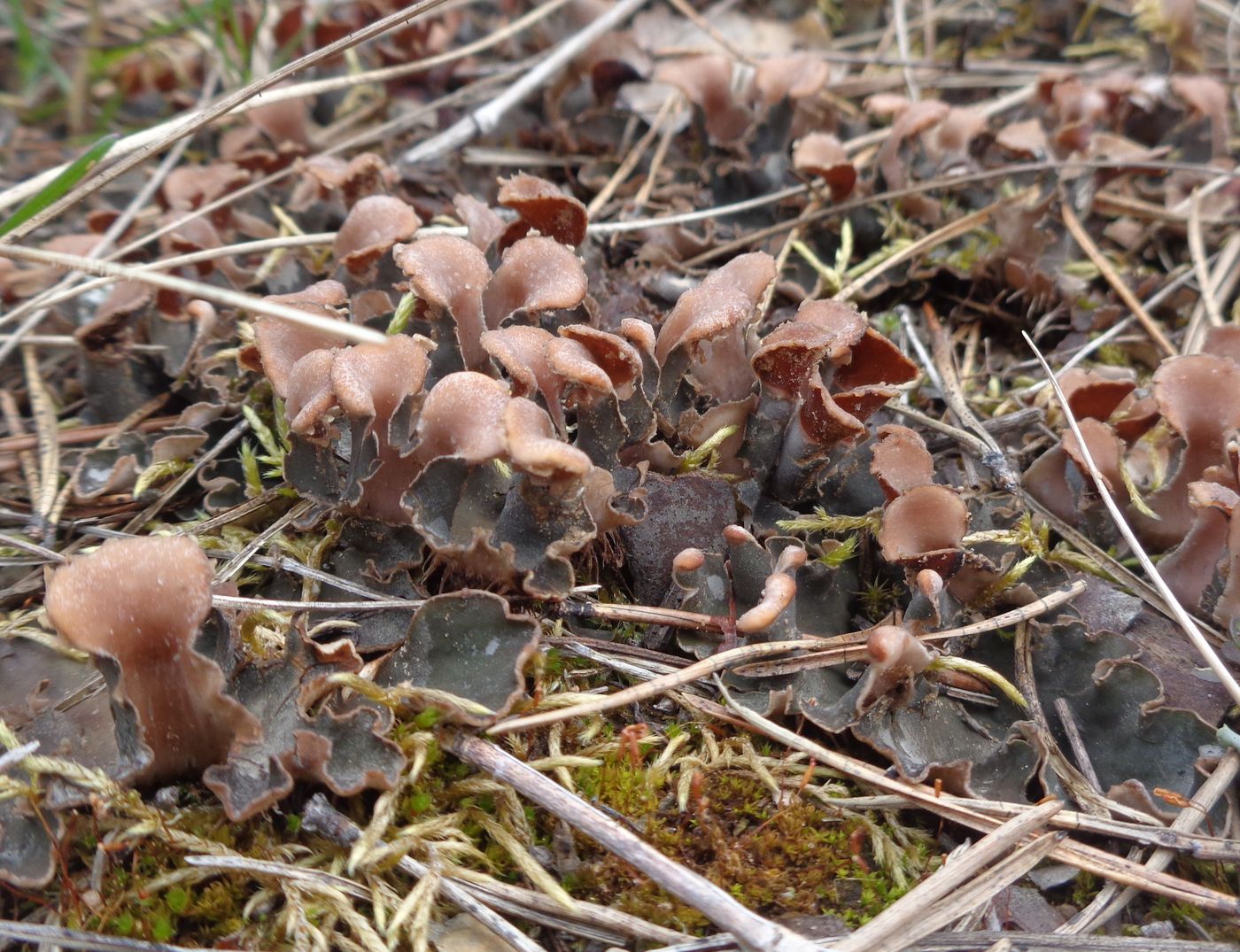 Image of genus Peltigera specimen.