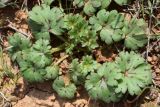 Geranium rotundifolium. Вегетирующее растение. Узбекистан, Ташкентская обл., Кибрайский р-н, предгорья хр. Каржантау, окр. кишлака Майский, песчаниковая почва, предгорные холмы. 28.03.2015.