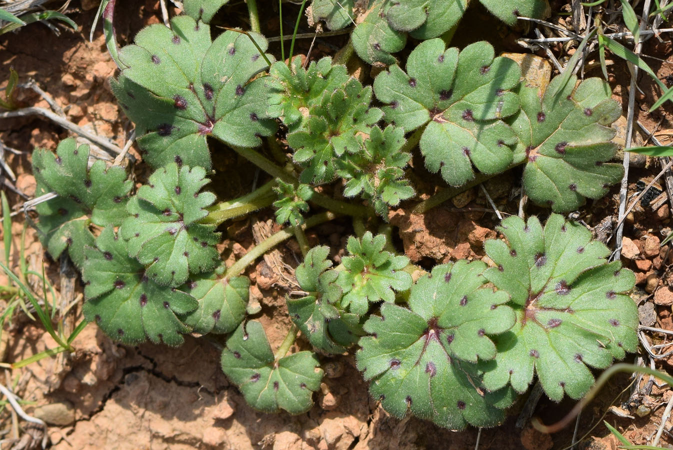 Image of Geranium rotundifolium specimen.