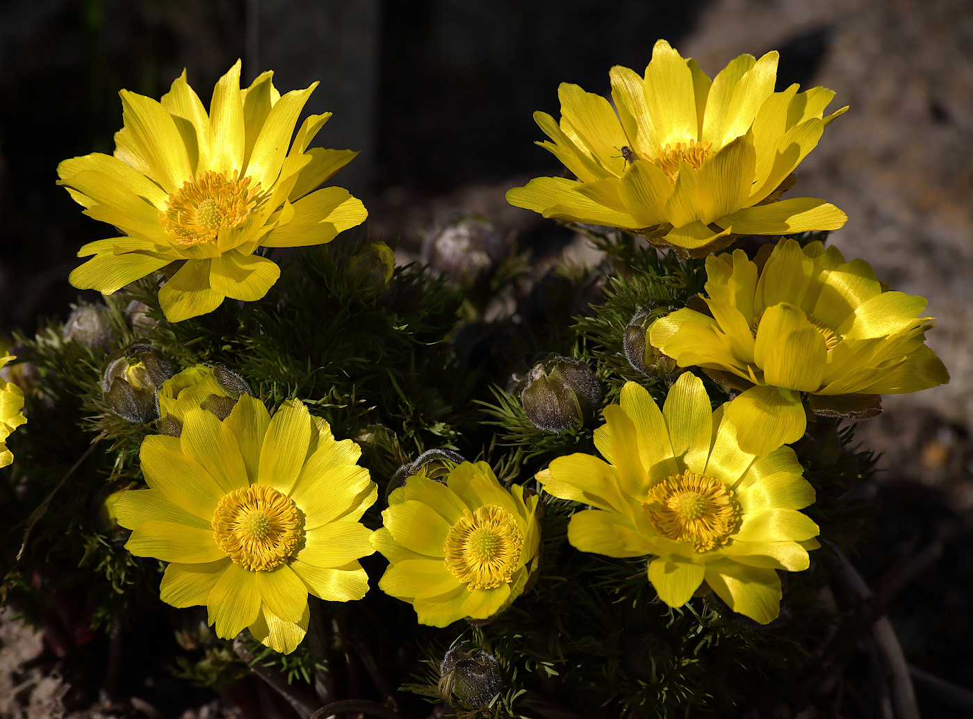 Image of Adonis vernalis specimen.