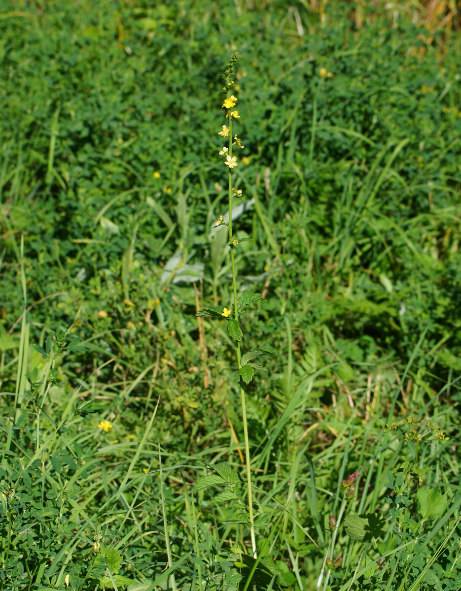 Изображение особи Agrimonia eupatoria.