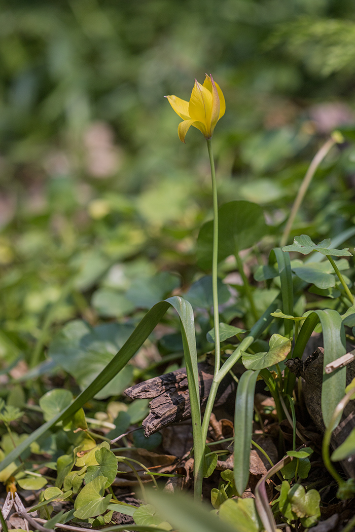 Изображение особи Tulipa biebersteiniana.