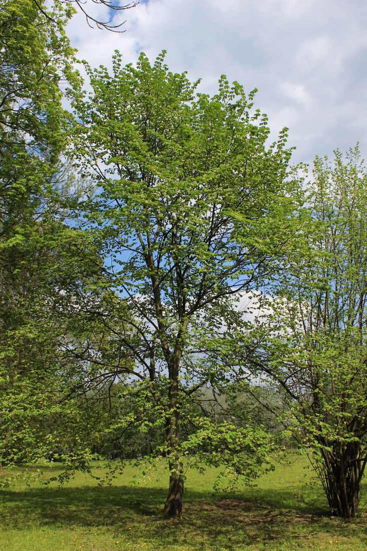 Изображение особи Ulmus glabra.