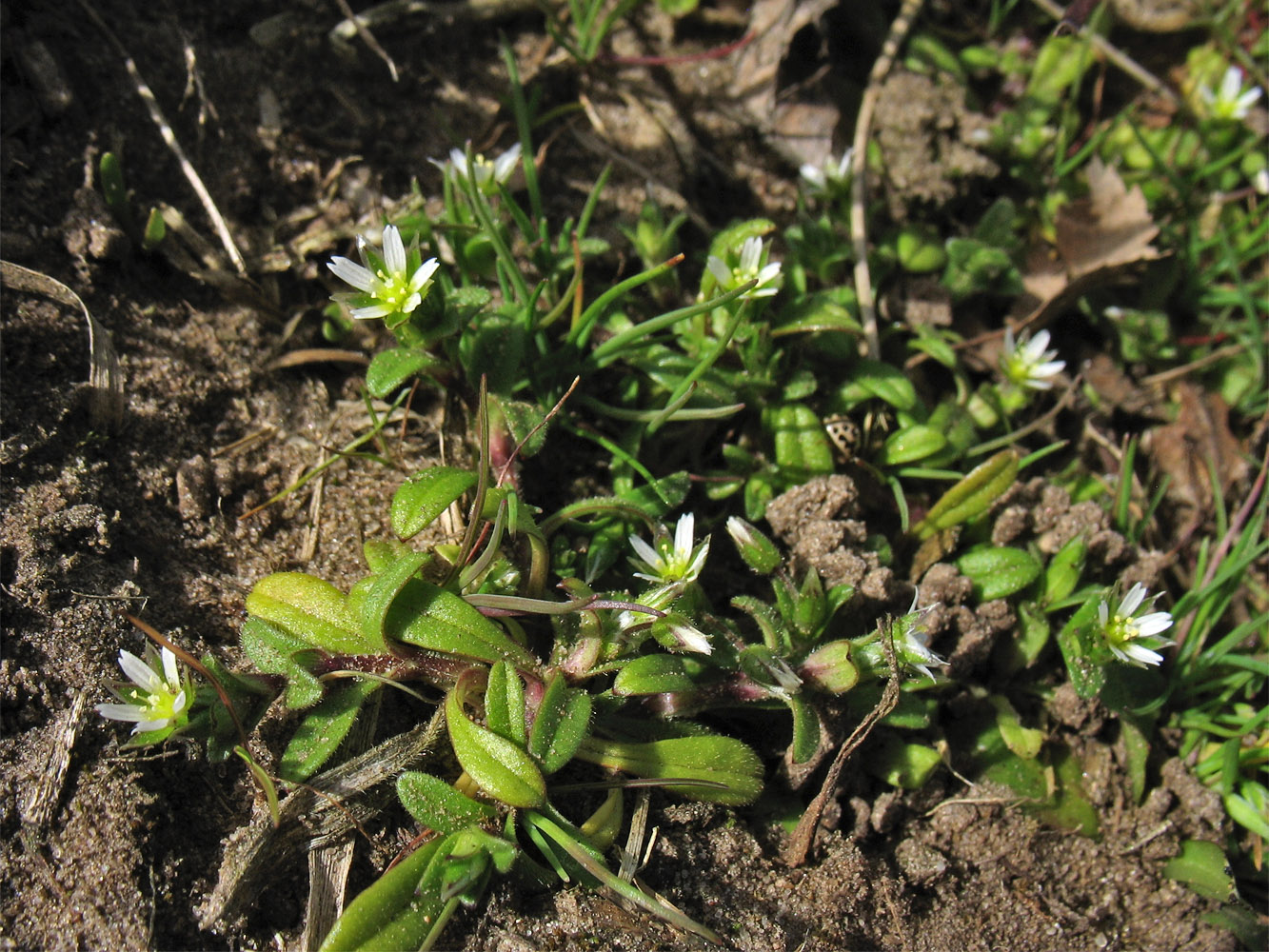 Изображение особи Cerastium semidecandrum.