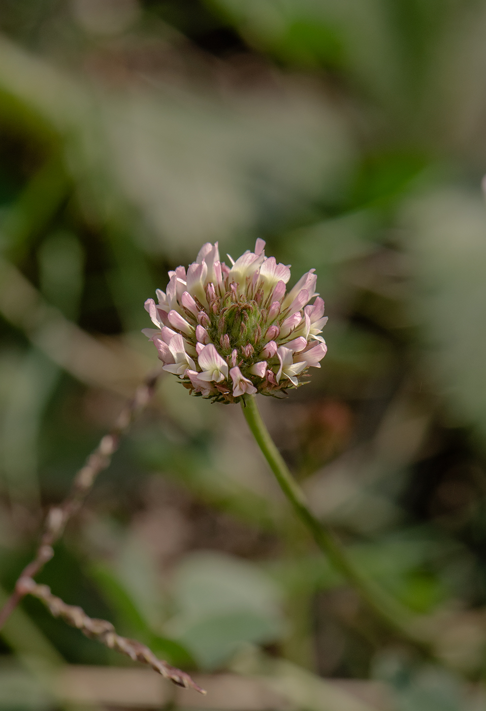 Изображение особи Trifolium fragiferum.