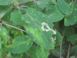 Lonicera steveniana
