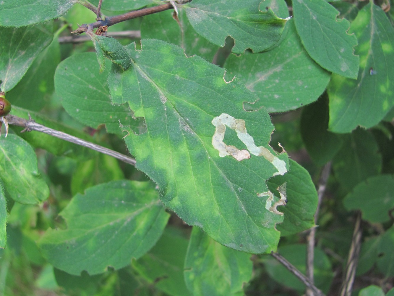 Image of Lonicera steveniana specimen.