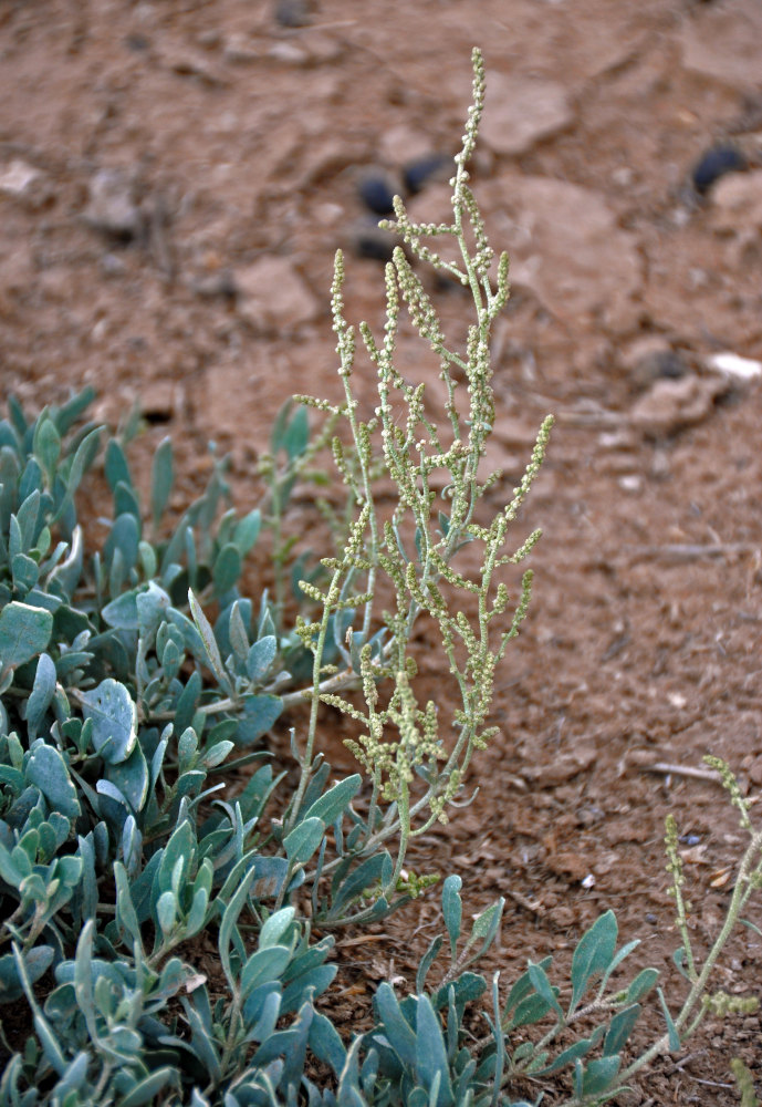 Image of Halimione verrucifera specimen.