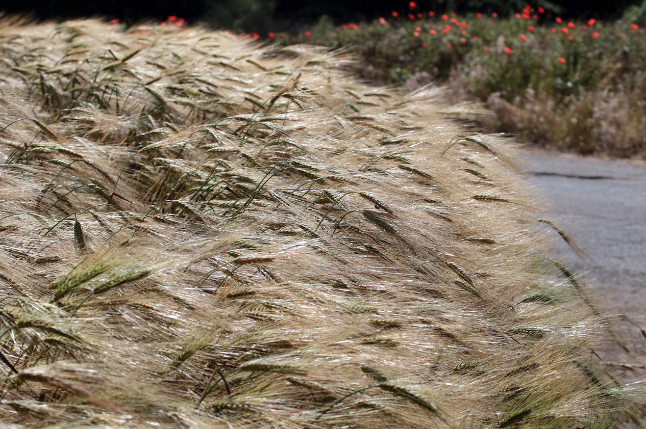 Image of Hordeum vulgare specimen.