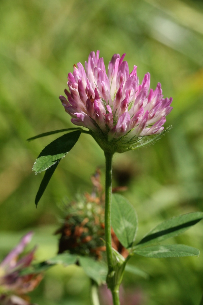 Изображение особи Trifolium pratense.