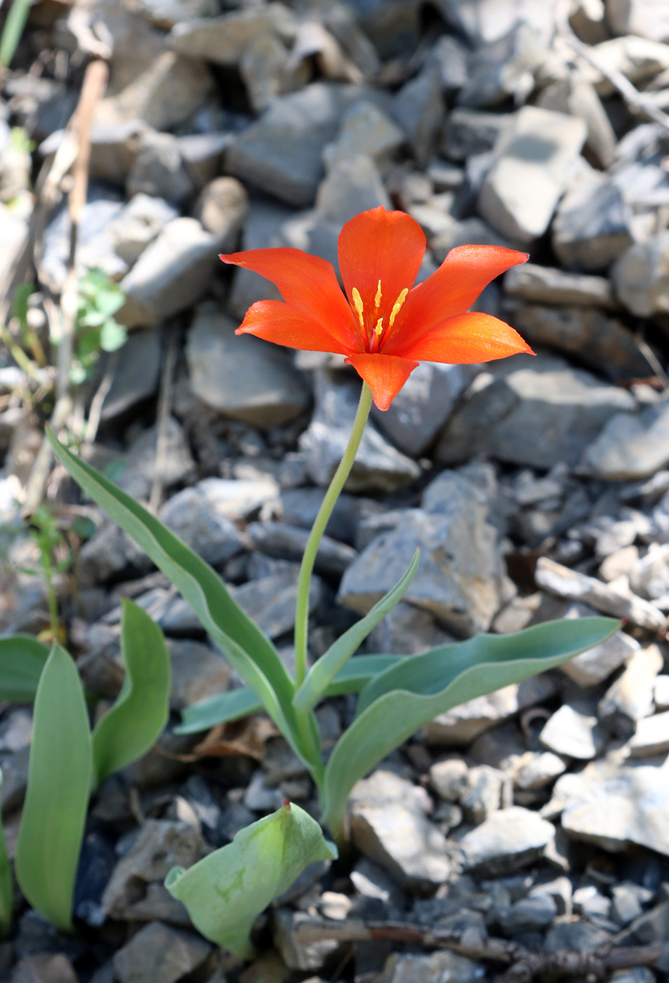 Изображение особи Tulipa butkovii.
