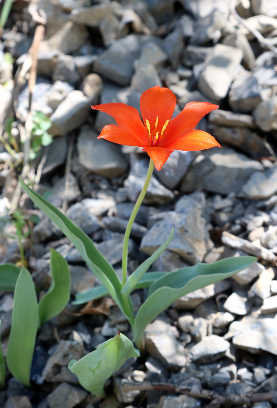 Image of Tulipa butkovii specimen.