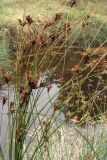 Juncus effusus