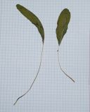 Klasea cerinthifolia