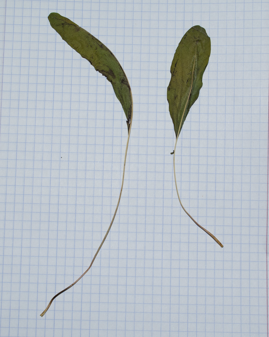 Image of Klasea cerinthifolia specimen.