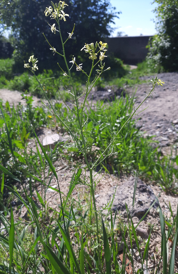 Изображение особи Sisymbrium altissimum.