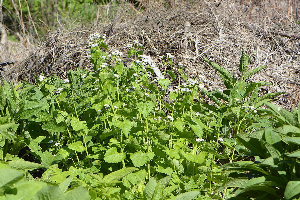 Image of Alliaria petiolata specimen.