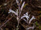 Haworthiopsis attenuata. Часть соцветия с бутоном и цветками. Израиль, Нижняя Галилея, г. Верхний Назарет, цветник. 21.04.2021.