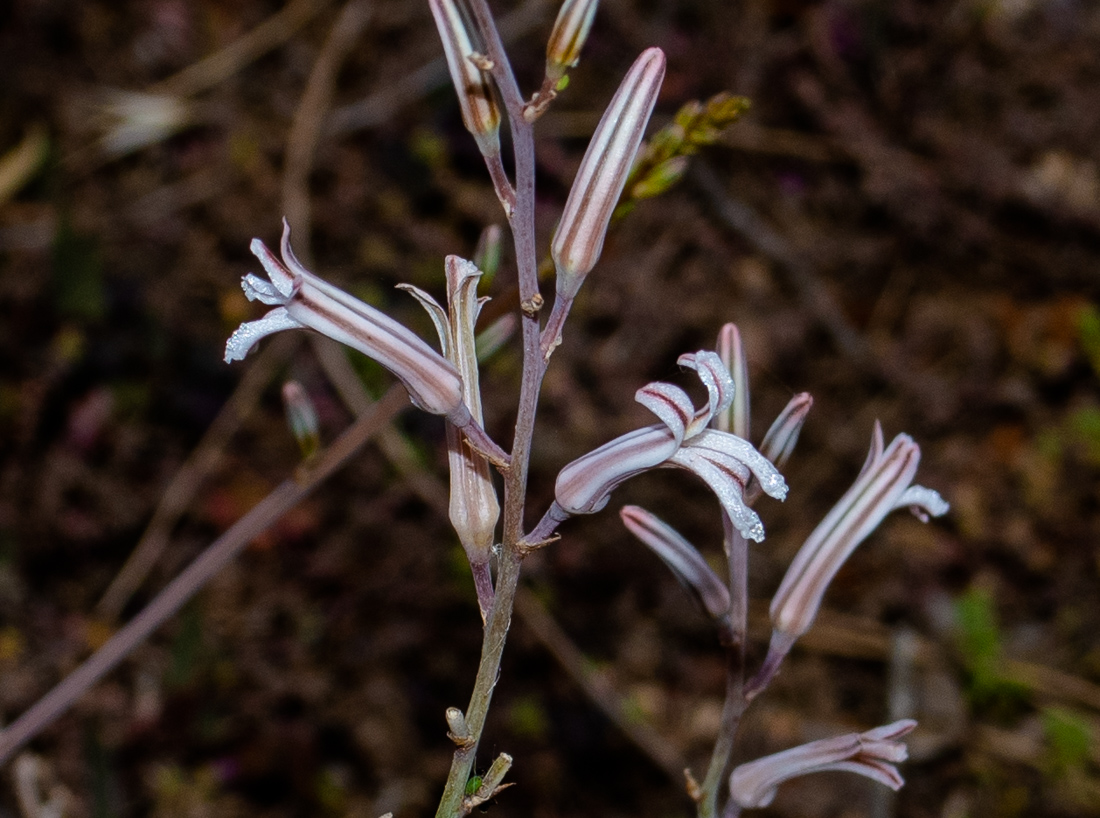 Image of Haworthiopsis attenuata specimen.