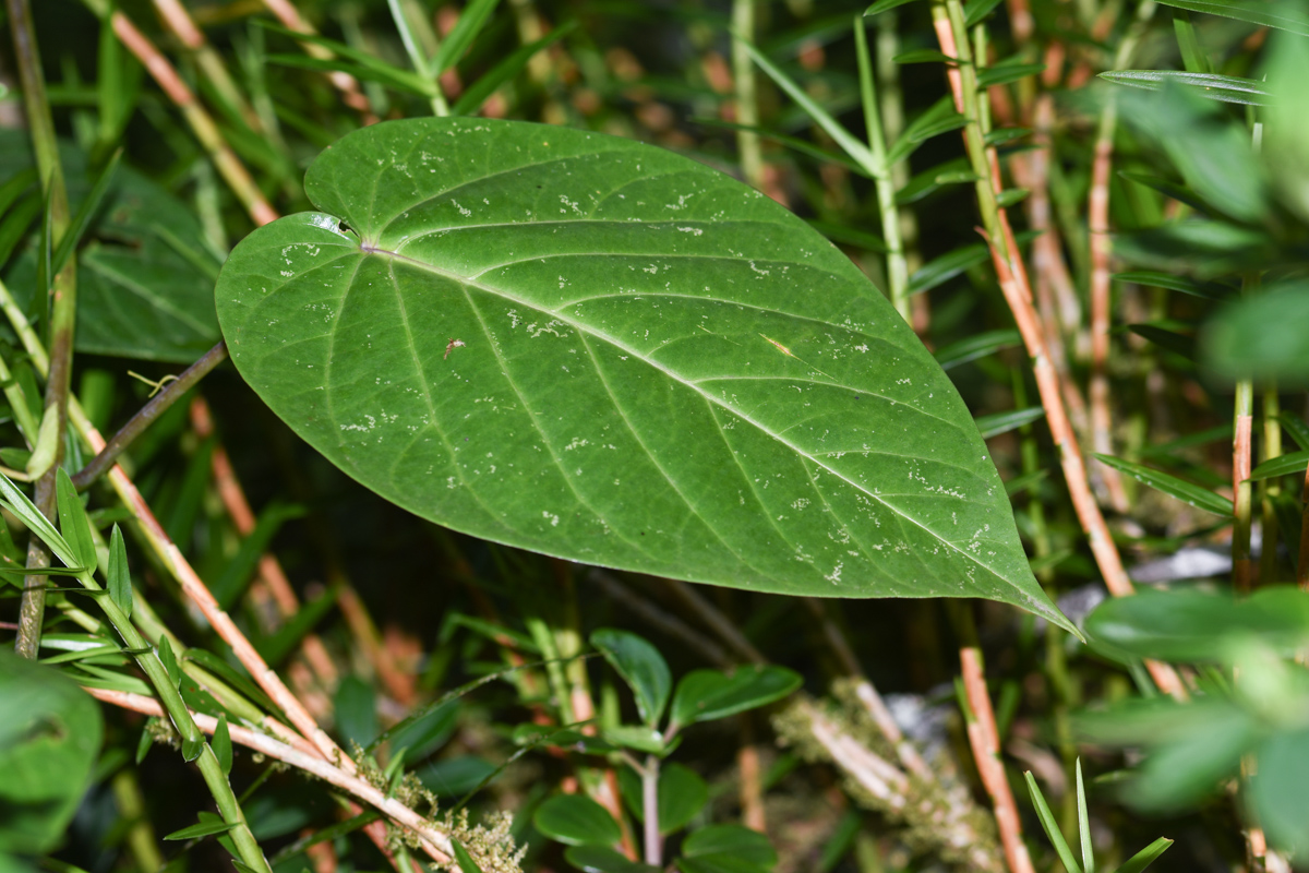 Изображение особи Passiflora ligularis.