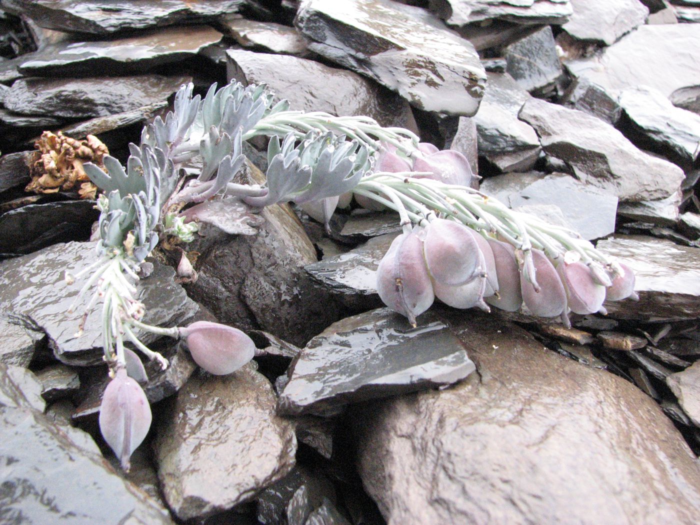 Image of Pseudovesicaria digitata specimen.