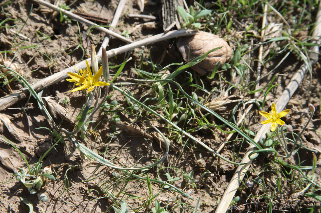 Image of Gagea olgae specimen.