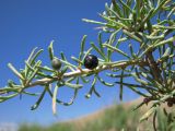 Lycium ruthenicum