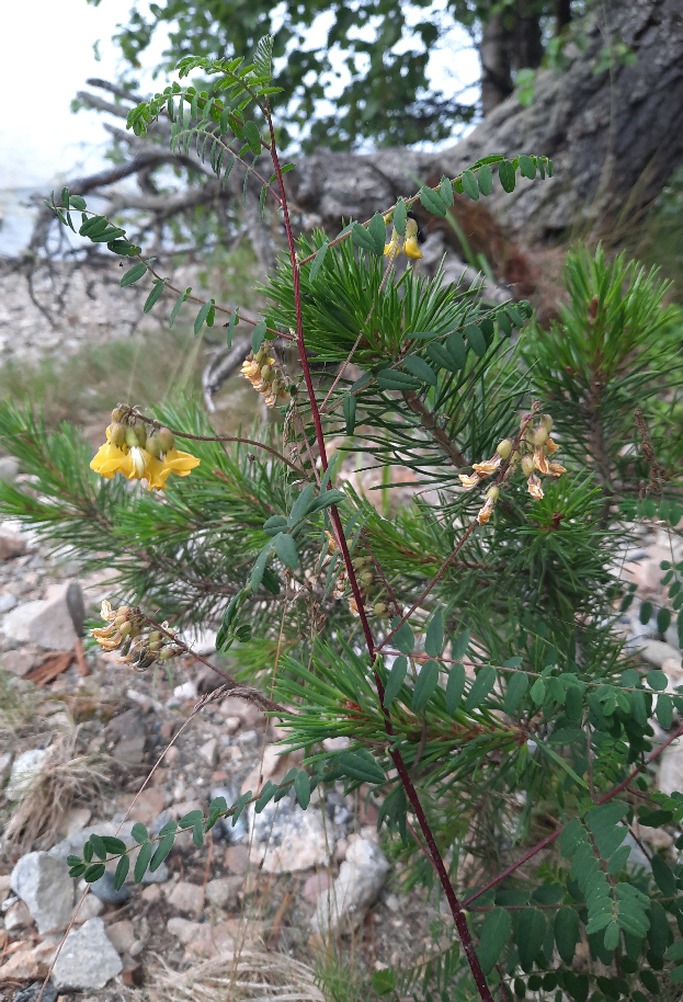 Image of Astragalus propinquus specimen.