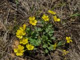 Ranunculus polyrhizos. Цветущее растение. Челябинская обл., Троицкий р-н, Троицко-Совхозное сельское поселение, окр. пос. Скалистый, долина р. Уй, каменистый склон прибрежного скальника, степь. 4 мая 2021 г.