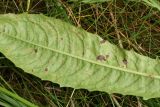 Picris hieracioides. Часть прикорневого листа (вид на абаксиальную поверхность). Псковская обл., Псковский р-н, окр. дер. Филатова Гора; дол. р. Великая, разнотравно-злаковый пойменный луг. 29.07.2021.