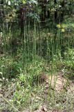 Equisetum hyemale