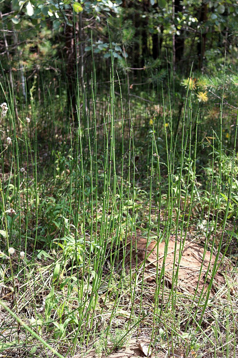 Изображение особи Equisetum hyemale.