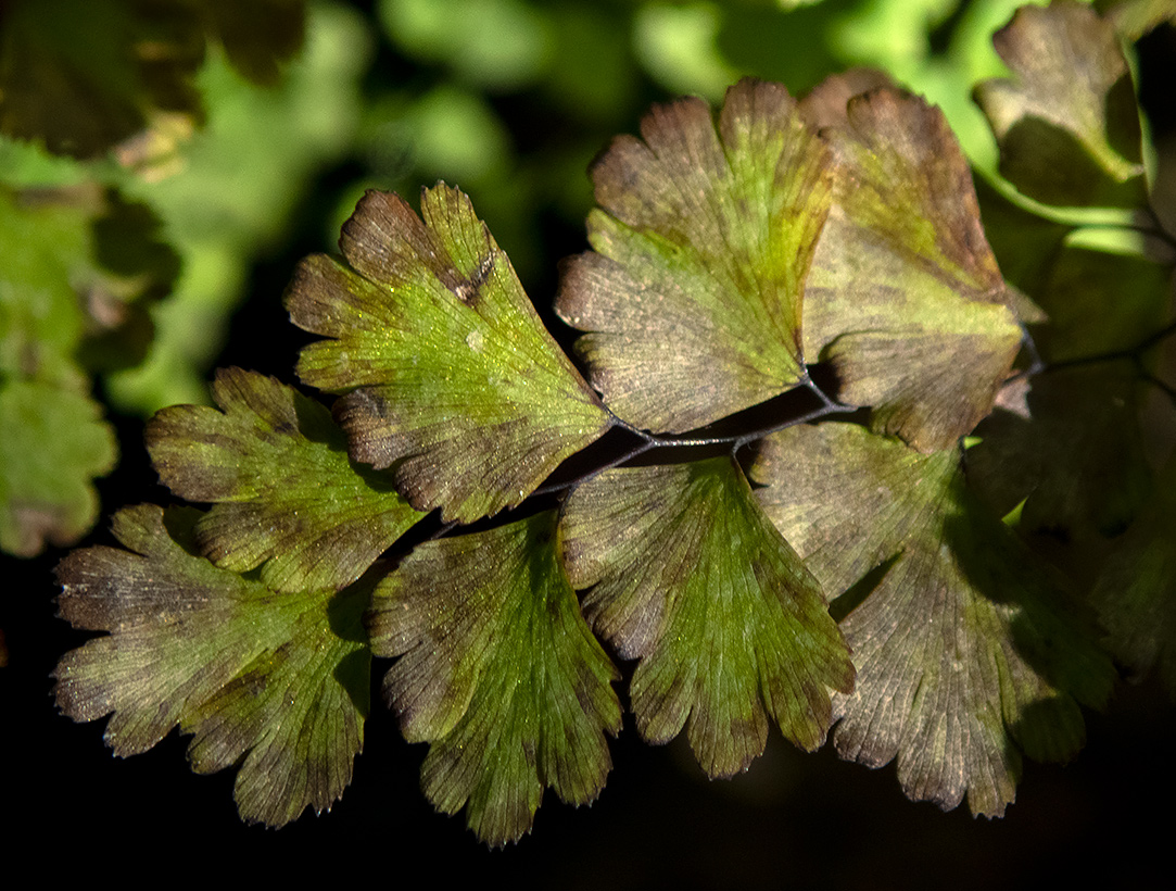 Изображение особи Adiantum capillus-veneris.