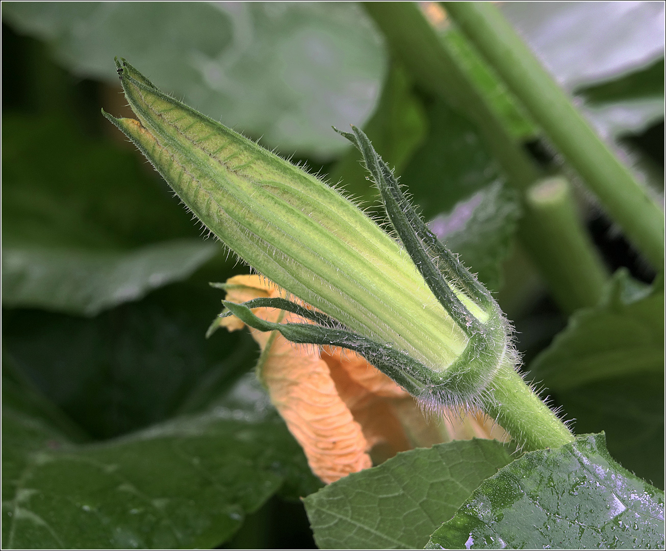 Изображение особи Cucurbita pepo.