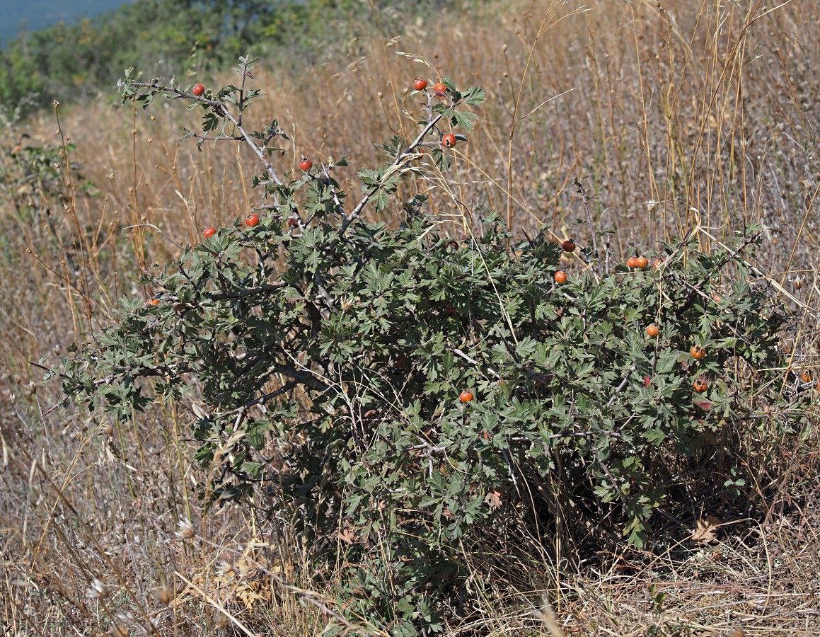 Изображение особи Crataegus orientalis.