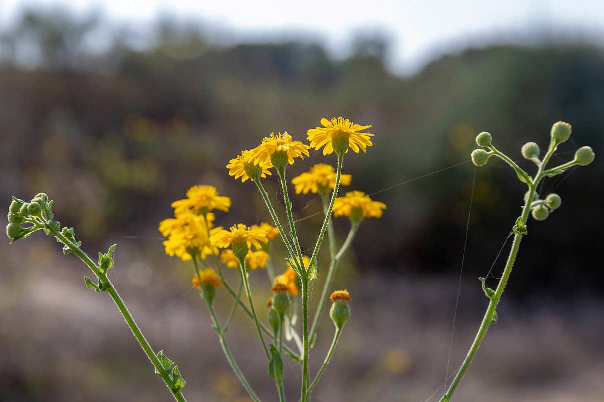 Изображение особи Heterotheca subaxillaris.