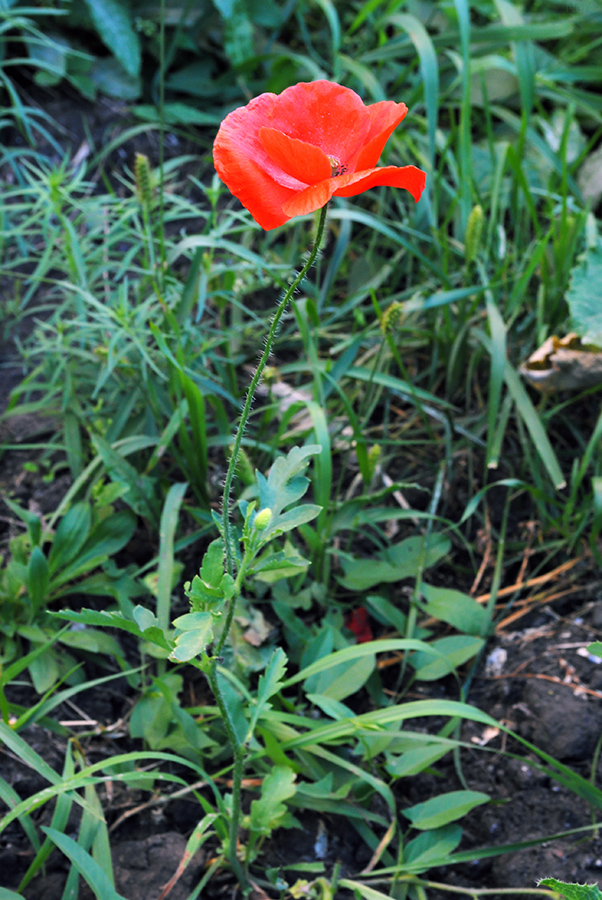 Image of Papaver rhoeas specimen.