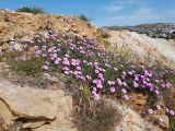 Convolvulus althaeoides