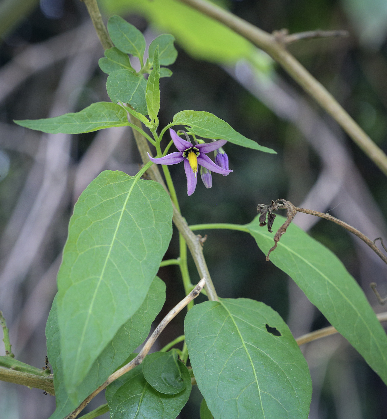 Image of Solanum dulcamara specimen.