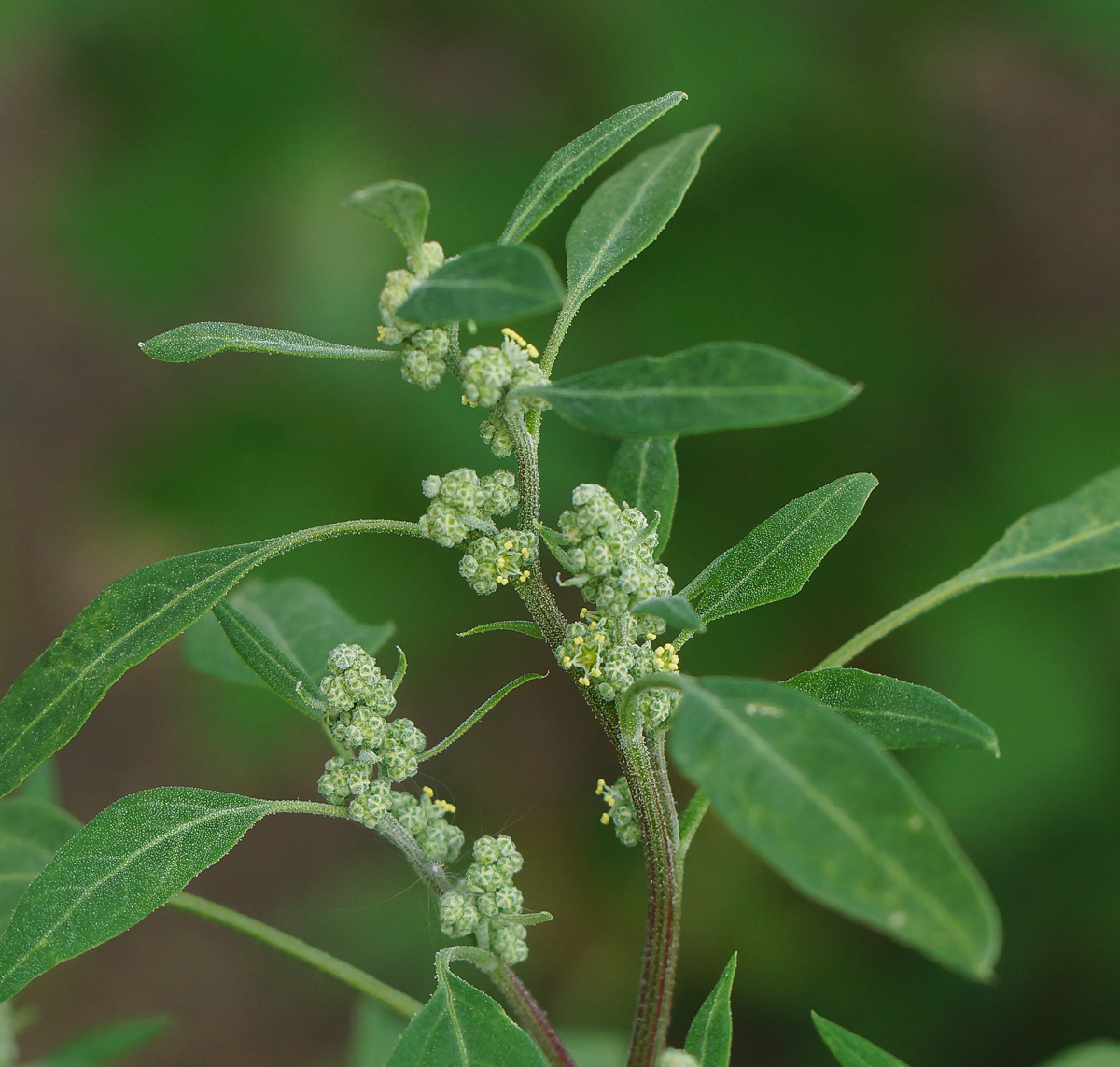 Image of Chenopodium album specimen.